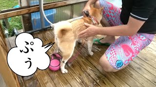 柴犬小春　シャワーが嫌で、でっかいオナラ出ちゃいました