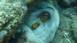 Pulpo Costa Tropical Salobreña Full HD #costatropical #snorkeling #agua #submarino #octopus