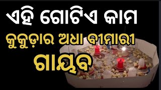 Poultry farm #Rain Spray || #Brooding and Rearing of Chicks || ଗୋଟିଏ କାମ କୁକୁଡ଼ା ଫାର୍ମର ରୋଗ ଗାୟବ ||