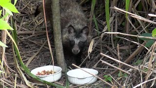 【地域猫・野生動物】たぬ吉！ヒット＆アウエーでご飯を完食して草むらに消える。【魚くれくれ野良猫】