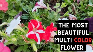 The most beautiful multi color flower
