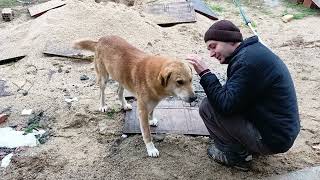 Feeding homeless dog