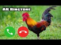 new murga ringtone।।। hen ringtone।।। dj remix ringtone।। murga song ।। status