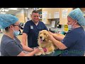 VetOvation - Minimally Invasive Surgery | South Coastal Animal Hospital