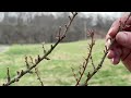 observing blue atlas cedar after the great freeze