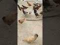 cute chicken feeding 33 amazing food hens shorts youtubeshorts trending viralvideo