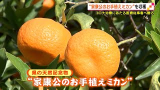 家康公のお手植えミカンを収穫　医療従事者へ（静岡県）