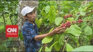 Memetik Kopi, Meracik Tradisi | Inside Indonesia