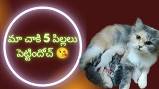 మా చాకి 5 పిల్లలు పెట్టింది 🥰 | Persian Kittens |  Funny cat videos | Cute cat | cats for sale | cat