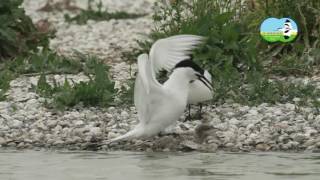 Vroege Vogels - grote stern paart met kuiken