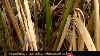 Spices Park at Idukki and Wayanad; farmers are in hope