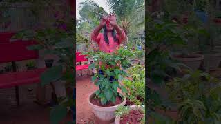 നാഗ മുളകിന്റെ  വിത്തുകൾ ഫ്രീ / Free seeds / Nagachilli