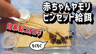 家で増やしたコオロギを冷凍して赤ちゃんヤモリに与えてみた！【ヨーロッパイエコオロギ・ハイナントカゲモドキ・爬虫類・飼育】