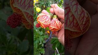 గంట మందారం Hibiscus Flowers harvesting n terrace garden #gardening #vegetables #harvest #gardenideas