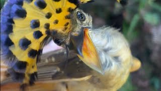 Royal Flycatchers display their beautiful crests during the bird banding || WooGlobe