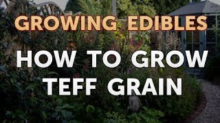 How to Grow Teff Grain