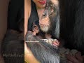 chimp loves his new baby sister chimp chimpanzee baby cute babygirl