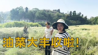 油菜大丰收了，海娃父子两小时砍完一亩，老农民脸上挂满笑容【梅子加油】