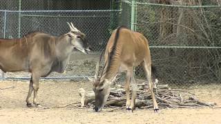 Common Eland