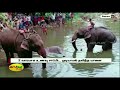 கர்ப்பிணி யானை கொலை சம்பவம் பிரேத பரிசோதனையில் புது தகவல் kerala pregnant elephant accused