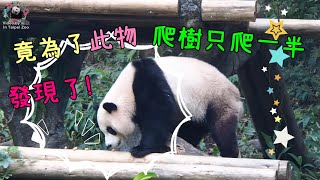 20230128 圓寶為高纖餅乾放棄爬樹，點心吃完開胃狂吃竹葉 The Giant Panda Yuan Bao