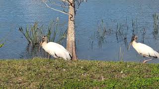 Wood Stork with Gold Forehead Raises Leg by 2 Storks by Lake \u0026 Hear Birds Chirp at Solary Park!