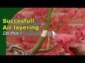 How to succesfully air layer trees | Two tips to avoid failure and explained on a Japanese Maple