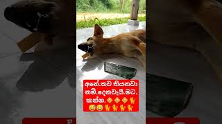 අනේ.තවටිකක්.දෙන්නකෝ..🧇😅🧇🧇🧇🧇🧇😅🐈