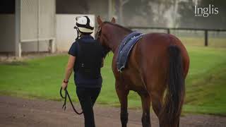 Inglis Insights - Yearling prep at Coolmore Stud