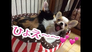 【保護ねこ】チワワと保護ねこの相性⁉️子猫と子犬のスキンシップ💕　Grooming puppies and kittens💕