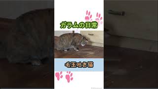 毛玉を吐き出す猫