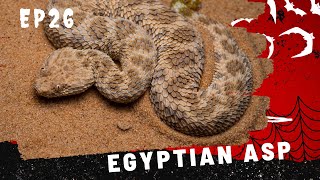 Episode 26:Description about Egyptian asp Snake