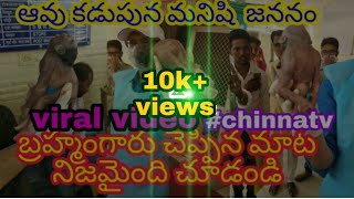 ఆవు కడుపున ఆడ బిడ్డ జననం|| a cow give birth for a baby in india