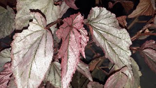 Cane begonia care in malayalam