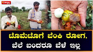 Tomato Price: ಟೊಮೆಟೊಗೆ ಚಿನ್ನದ ಬೆಲೆ, ರೈತನಿಗೆ ಈಗ ಹಾನಿಯ ಬರೆ | Vijay Karnataka