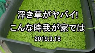 浮き草がヤバイ！こんな時は？