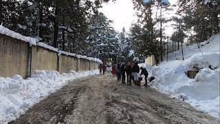 Kufri March Snowfall in Shimla || Himachal Pradesh, India