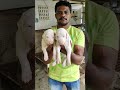 rajapalayam dog puppies