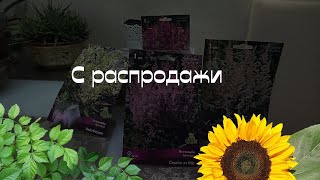 Астильба - посадка в горшки. Садовые растения.