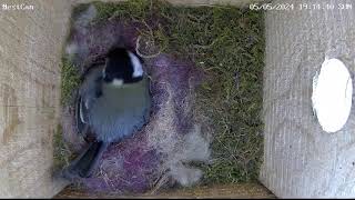 Kohlmeisen NestCam Live - 8 Küken werden versorgt