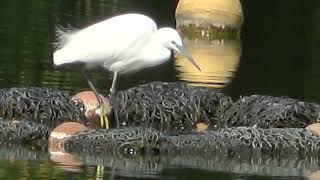 【コサギが魚を食べました】コサギ、ダイサギそしてアオサギの３羽勢ぞろい　１０月２３日の浮間公園の鳥４（２０２３年１０月２３日（月）撮影）