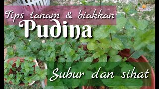 Tips tanam dan biakkan Pudina agar tumbuh sihat dan subur