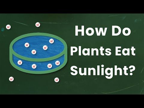 How do plants convert the energy from the sun?