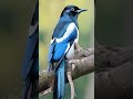 ai stock video eurasian magpie bird birds magpie wildlife video bird magpierobin stockfootage