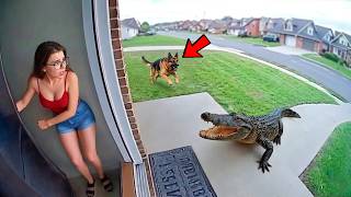 Hero Animals That Saved Human Lives