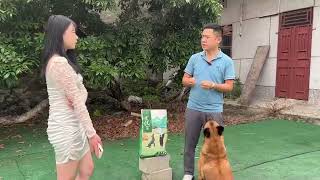 你见过社恐的狗狗吗？十年训犬师分享养宠经验，剖析并解决问题