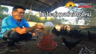 มองโลกกลับหัว Ep.14 | ไก่ประดู่หางดำเชียงใหม่ โดย ลุงต๋อม