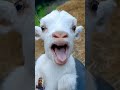 Kuzu Sesi #goat #babygoats #funny #goatgoat #animals #cute #littlegoat #goatsworld #animal #sheep