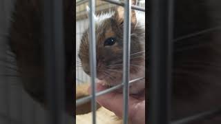 【デグー】うちのデグー♪手に乗って甘えるのが好き♪足が(笑)【degu】