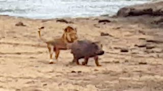 Baby Hippo Protects Mother From Lion